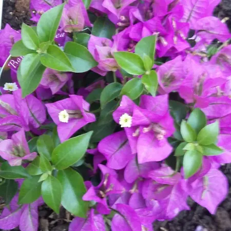 Nadine Mljet Mit Meerblick Okuklje