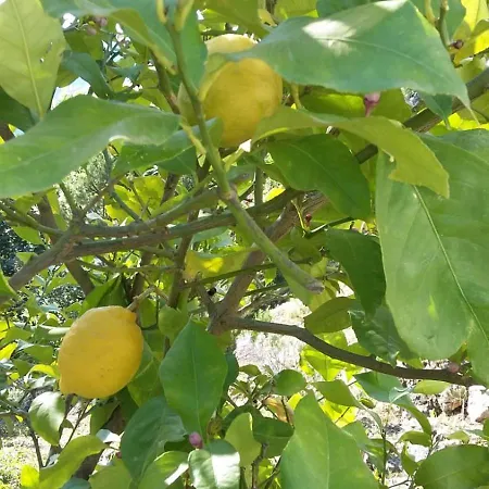 Apartament Nadine Mljet Mit Meerblick Okuklje