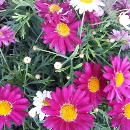 Nadine Mljet Mit Meerblick Apartament Okuklje