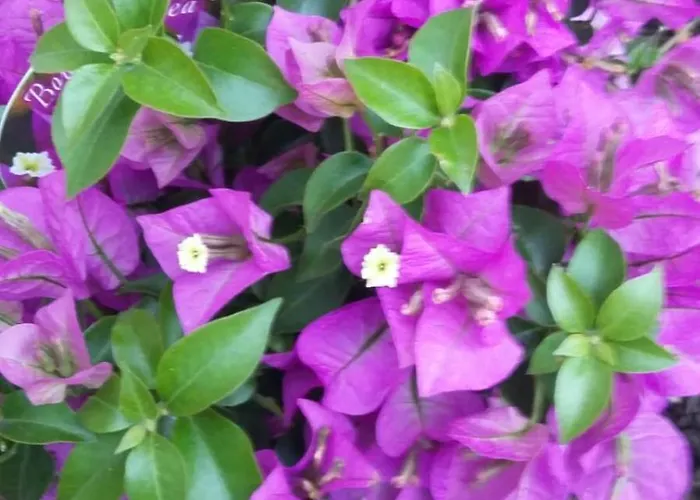 Nadine Mljet Mit Meerblick Okuklje