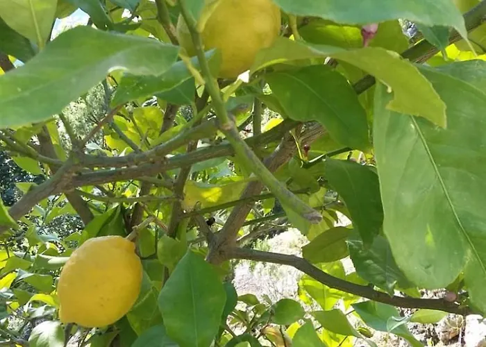 Appartement Nadine Mljet Mit Meerblick Okuklje