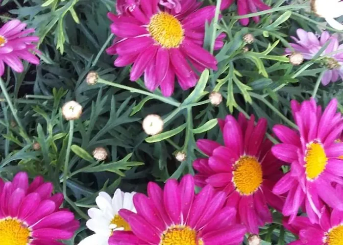 Nadine Mljet Mit Meerblick Appartement Okuklje